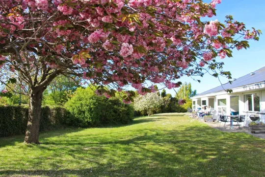 Årsdale Søpark Kirsebærtræ