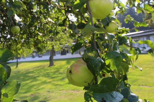 Abild betyder æble, og der er mange æbletræer ved Hotel Abildgård