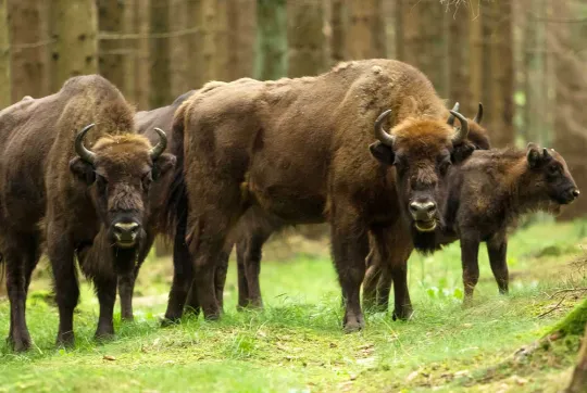 Tag på bisonsafari