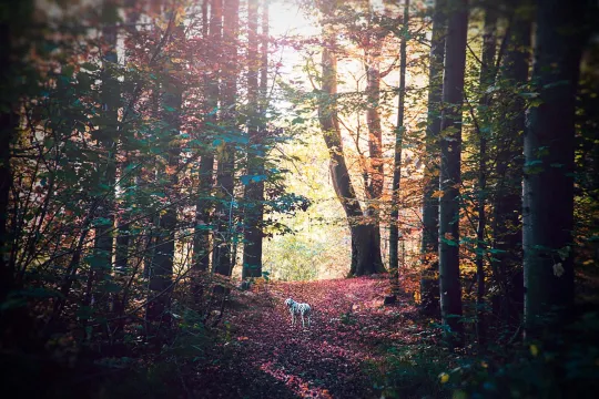 Der er mange gode skove at gå ture med din hund på Bornholm