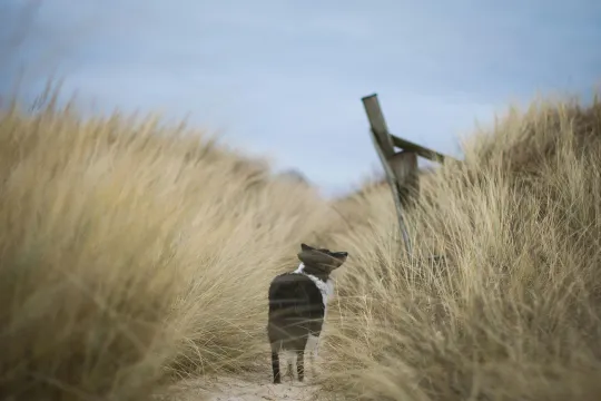 Nyd den dejlige bornholmske natur sammen med din hund