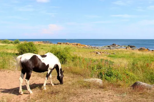 Hest ved kysten